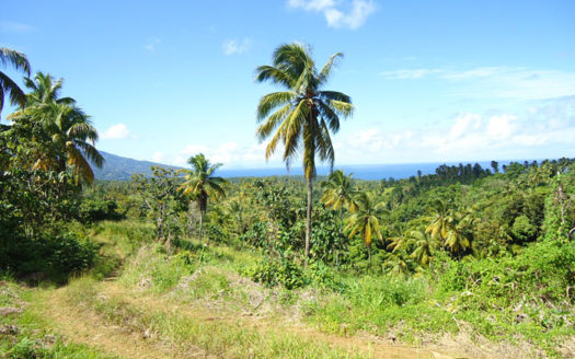 SAVANNE PAILLE, Calibishie – 2.59 Acres of Fertile Land with Spectacular views
