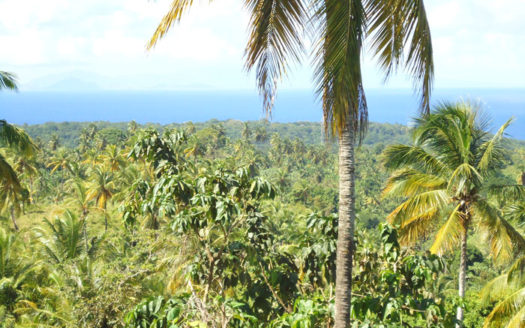 SAVANNE PAILLE, Calibishie – 2.59 Acres of Fertile Land with Spectacular views