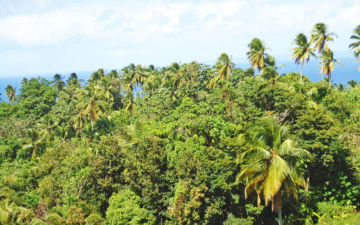 SAVANNE PAILLE, Calibishie – 2.59 Acres of Fertile Land with Spectacular views