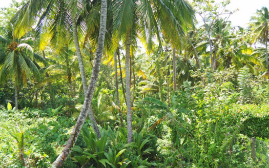 PICARD – 22,909.sq.ft Vacant Building Lot