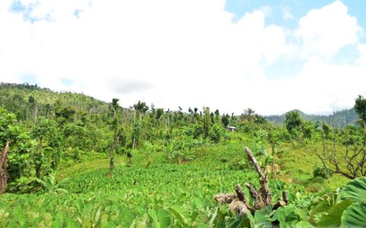 BELLES – 3.24 Acres Of Rainforest With River & Mountain Views