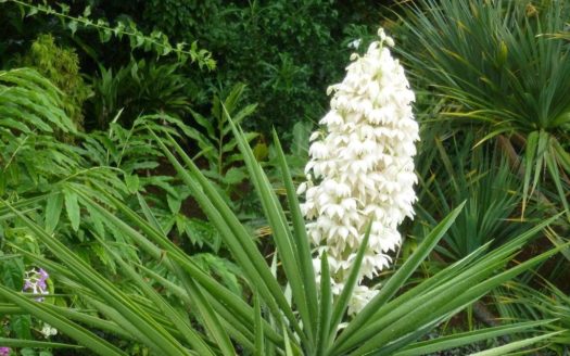 CASTLE BRUCE – Beau Rive Hotel