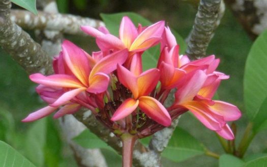 CASTLE BRUCE – Beau Rive Hotel