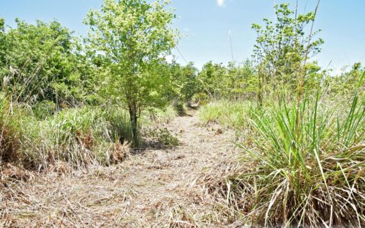 Content Estate (near River Estate, Upper Canefield) – 19.50 Acres Of Spectacular Sea View Development Land