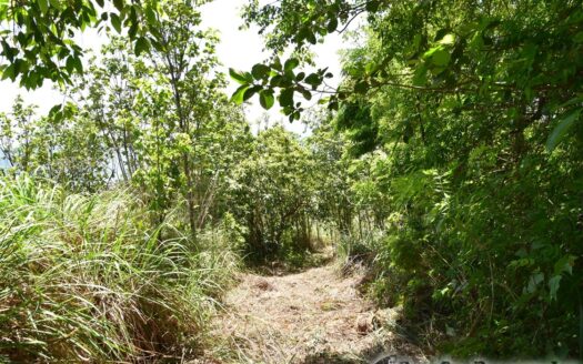 Content Estate (near River Estate, Upper Canefield) – 19.50 Acres Of Spectacular Sea View Development Land