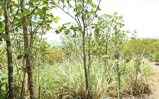 Content Estate (near River Estate, Upper Canefield) – 19.50 Acres Of Spectacular Sea View Development Land