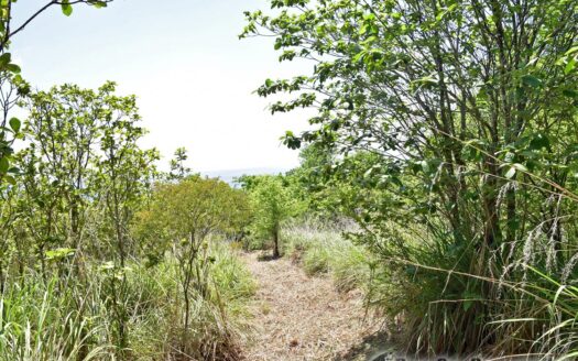 Content Estate (near River Estate, Upper Canefield) – 19.50 Acres Of Spectacular Sea View Development Land