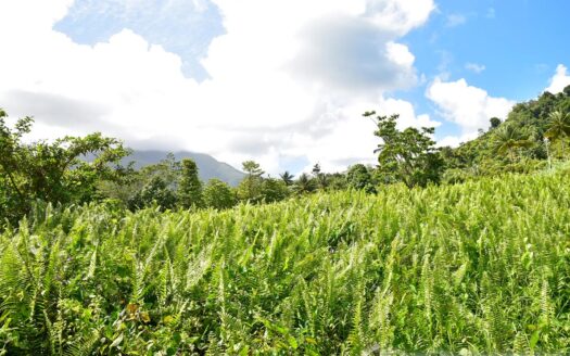 NEWFOUNDLAND – 3.30 Acre Nature Slice With Sea & Mountain View