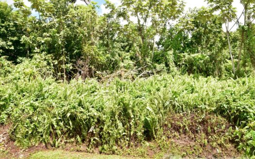 New Venture, BELLES – 5.23 Acres Of Prime Agricultural Land