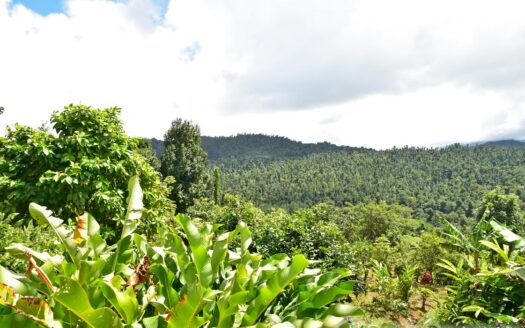 New Venture, BELLES – 5.23 Acres Of Prime Agricultural Land