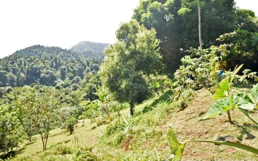 LA PLAINE – Nature Paradise, 3.86 Acre Organic Farm Bounding River With Sea View