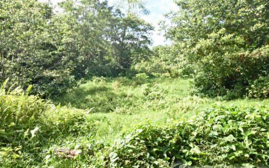 LA PLAINE – Nature Paradise, 3.86 Acre Organic Farm Bounding River With Sea View