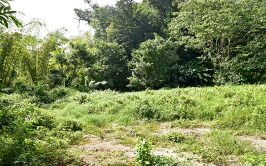 LA PLAINE – Nature Paradise, 3.86 Acre Organic Farm Bounding River With Sea View