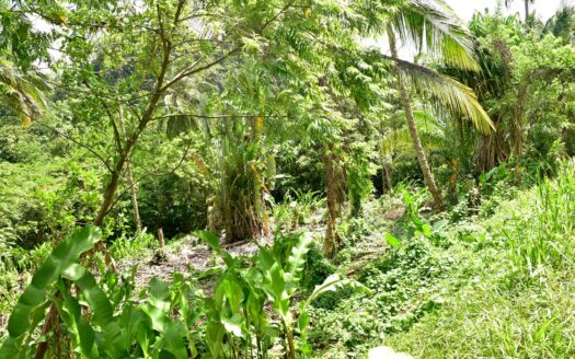 ROSALIE ESTATE – 11,744.sq.ft. Hide Away Nature Haven