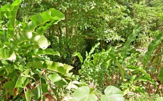 ROSALIE ESTATE – 11,744.sq.ft. Hide Away Nature Haven