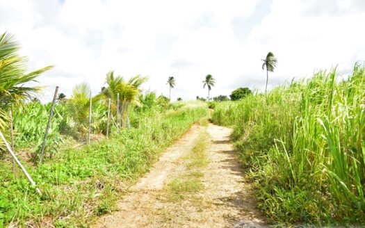 HAMPSTEAD, Calibishie – 6.25 Acres Of Agricultural Land With Resiential Potencial & Invigorating Ocean Views