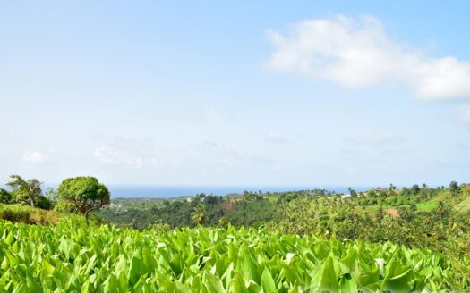 HAMPSTEAD, Calibishie – 6.25 Acres Of Agricultural Land With Resiential Potencial & Invigorating Ocean Views