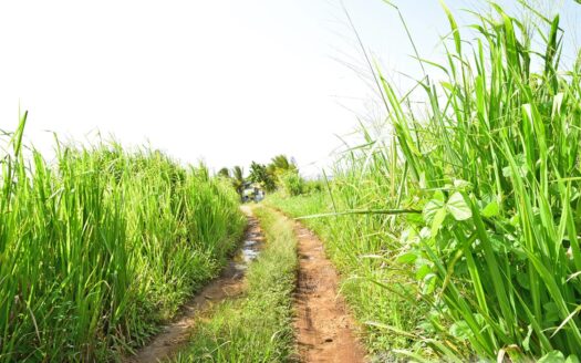 HAMPSTEAD, Calibishie – 6.25 Acres Of Agricultural Land With Resiential Potencial & Invigorating Ocean Views