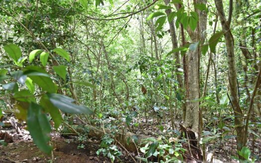 CALIBISHIE, Hodges – Prime Residential 14,059.sq.ft. Lot