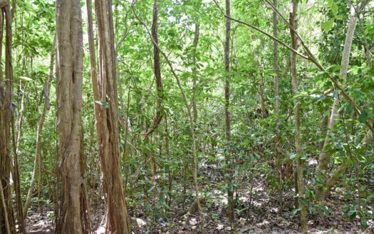 CALIBISHIE, Hodges – Prime Residential 14,059.sq.ft. Lot