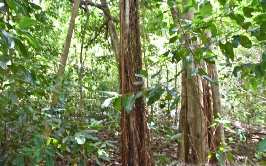 CALIBISHIE, Hodges – Prime Residential 14,059.sq.ft. Lot