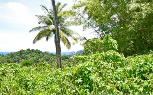 Richmond Estate, CASTLE BRUCE – 5.79 Acres Of Flat, Fertile Ocean View Land