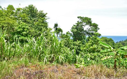 Richmond Estate, CASTLE BRUCE – 5.79 Acres Of Flat, Fertile Ocean View Land