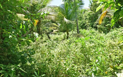 Richmond Estate, CASTLE BRUCE – 5.79 Acres Of Flat, Fertile Ocean View Land