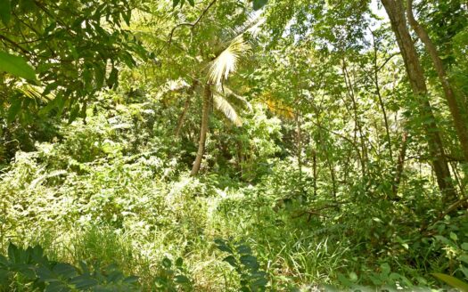 Richmond Estate, CASTLE BRUCE – 5.79 Acres Of Flat, Fertile Ocean View Land