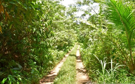 Richmond Estate, CASTLE BRUCE – 5.79 Acres Of Flat, Fertile Ocean View Land