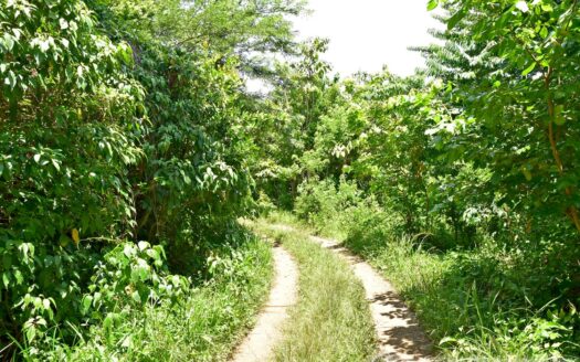 Richmond Estate, CASTLE BRUCE – 5.79 Acres Of Flat, Fertile Ocean View Land