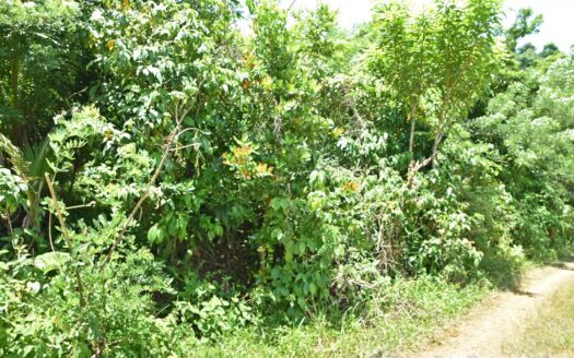 Richmond Estate, CASTLE BRUCE – 5.79 Acres Of Flat, Fertile Ocean View Land