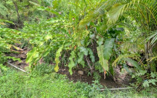 BELLES – 5.62 Acres Of Elevated Rain Forest With Heavy Flowing Streams & Mountain Views