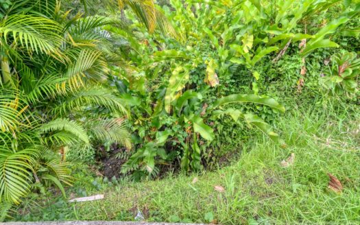 BELLES – 5.62 Acres Of Elevated Rain Forest With Heavy Flowing Streams & Mountain Views