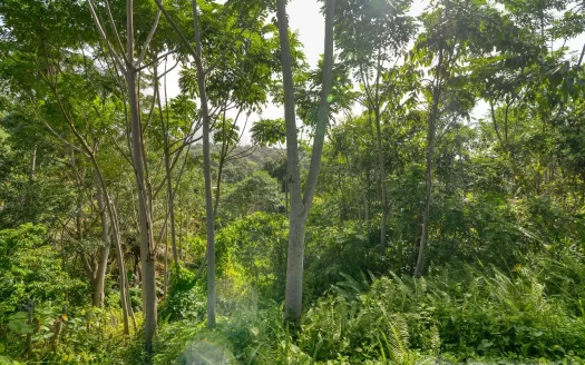 MARIGOT, Sam’s Gutter – 10,070.sq.ft. Large Prime Residential Lot