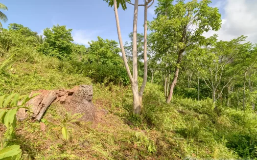 MARIGOT, Sam’s Gutter – 10,070.sq.ft. Large Prime Residential Lot