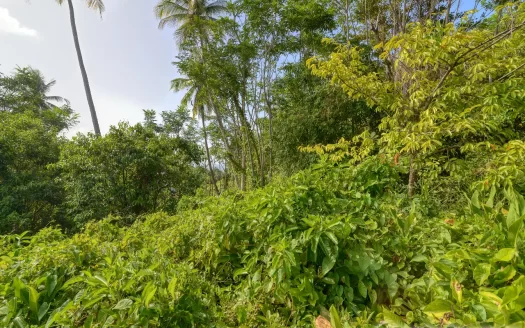 MARIGOT, Sam’s Gutter – 10,070.sq.ft. Large Prime Residential Lot