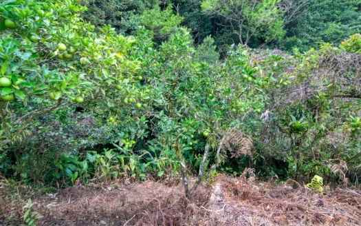 GIRAUDEL, Morne Gombo Estate – Versatile, Elevated 0.67 Acre Lot With Sea View