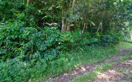 SYLVANIA – 1.723 Acre Residential /Agricultural Lot In Cool, Tranquil Location