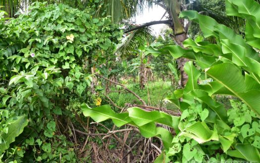 Cassada Garden, LAYOU VALLEY – 1 Acre Flat to Gently Sloping Prime Residential/Agricultural Land