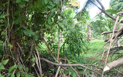 Cassada Garden, LAYOU VALLEY – 1 Acre Flat to Gently Sloping Prime Residential/Agricultural Land