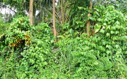 Cassada Garden, LAYOU VALLEY – 1 Acre Flat to Gently Sloping Prime Residential/Agricultural Land