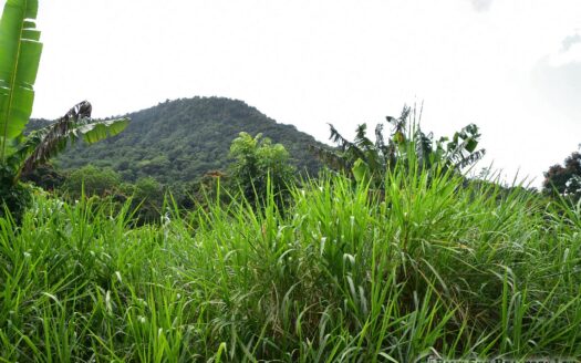 Cassada Garden, LAYOU VALLEY – 1 Acre Flat to Gently Sloping Prime Residential/Agricultural Land