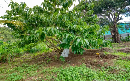 RIVIERE CYRIQUE – 4,028.sq.ft. Serene Residential Lot In Elevated Location