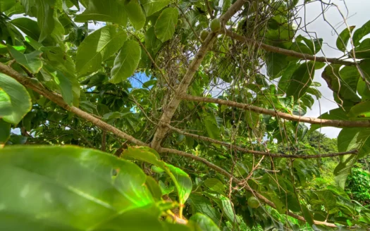 RIVIERE CYRIQUE – 4,028.sq.ft. Serene Residential Lot In Elevated Location