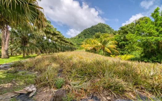 PETITE COULIBRI ESTATE – 310 Acres of High-End Sustainable Eco-Resort and Legacy Development Potential