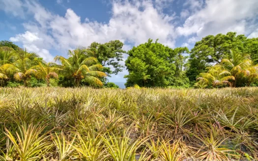 PETITE COULIBRI ESTATE – 310 Acres of High-End Sustainable Eco-Resort and Legacy Development Potential