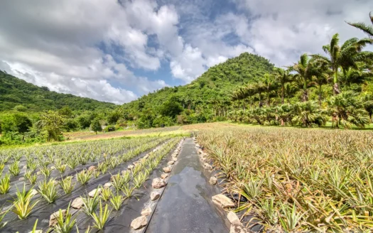 PETITE COULIBRI ESTATE – 310 Acres of High-End Sustainable Eco-Resort and Legacy Development Potential