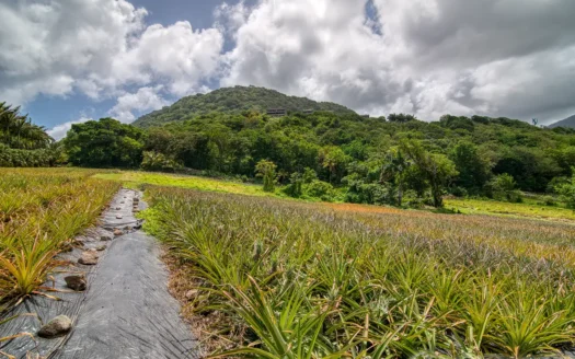 PETITE COULIBRI ESTATE – 310 Acres of High-End Sustainable Eco-Resort and Legacy Development Potential