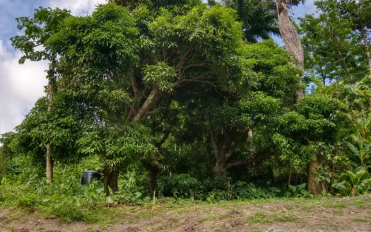 PETITE COULIBRI ESTATE – 310 Acres of High-End Sustainable Eco-Resort and Legacy Development Potential